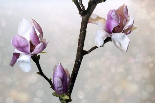 Magnolienblüte