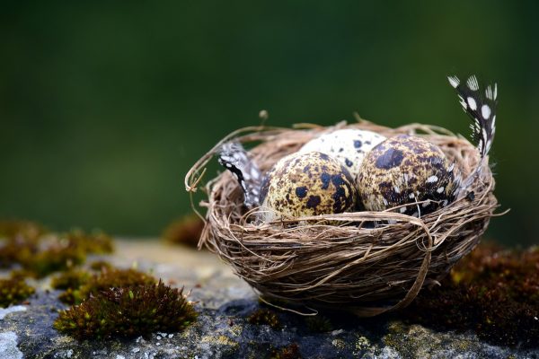 Ostereier vom Osterhase an Ostern