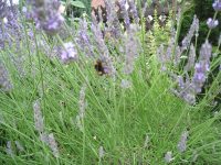 Lavendelblüten, BIO Garten, Biene