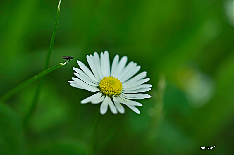Fliege im Anflug auf ein Gänseblümchen